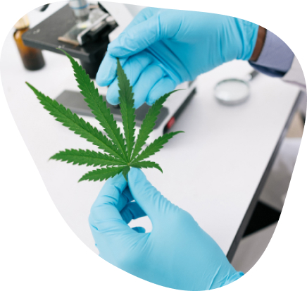 Medical Cannabis Service